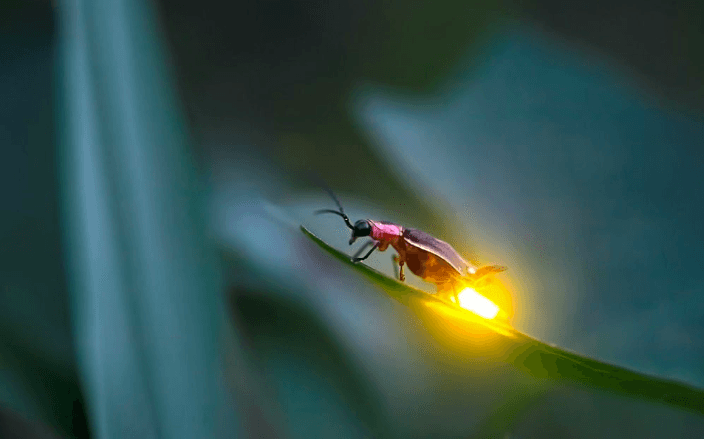 Média de permaculture